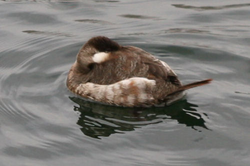 Ruddy Duck on the reservoir
