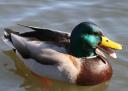 Mallard