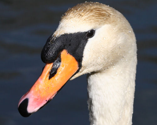 Mute Swan at Van Cortlandt Park