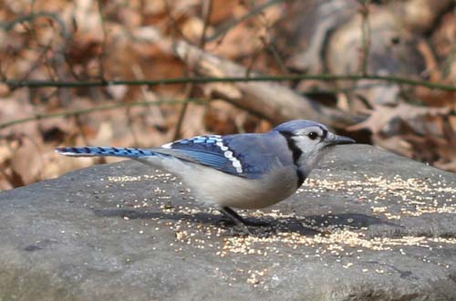 Blue Jay at Forest Park, Queens, NY