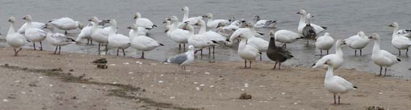 Two “Blue” Snow Geese mixed in with ordinary Snow Geese