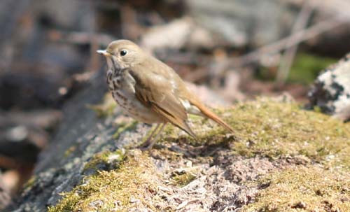 Hermit Thrush at Forest Park, Queens, NY