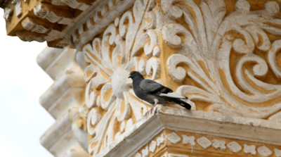 Pigeon in Antigua