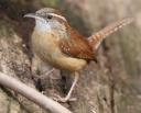 Carolina Wren at Forest Park