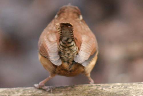 Pictures Of Carolina Wren - Free Carolina Wren pictures 