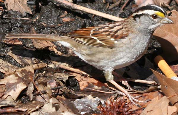 Central Park White-throated Sparrow