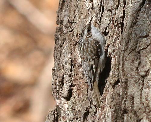 Brown Creeper at Forest Park