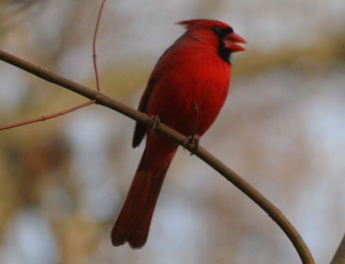 Northern Cardinal in Forest Park, Queens