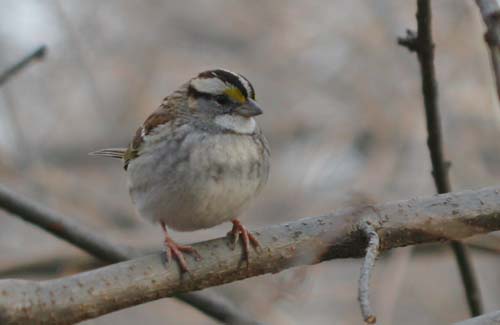 White-throated Sparrow at Forest Park