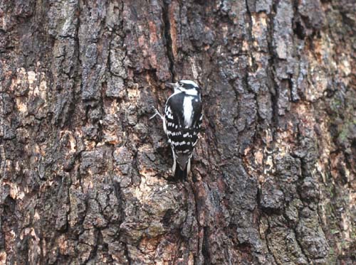 Downy Woodpecker in Forest Park