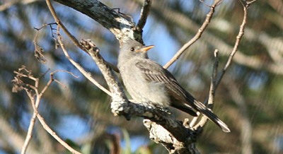 Greater Pewee