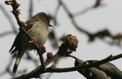 Hammond’s Flycatcher