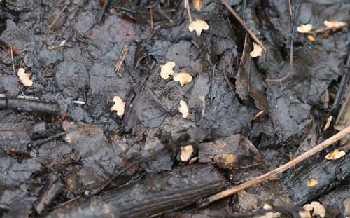 remnants of birch catkins