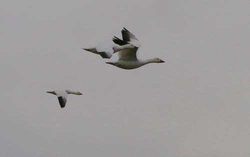 Snow Geese in flight at Jamaica Bay