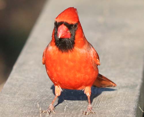 Northern Cardinal at Van Cortlandt Park