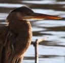 Great Blue Heron at Van Cortlandt Park