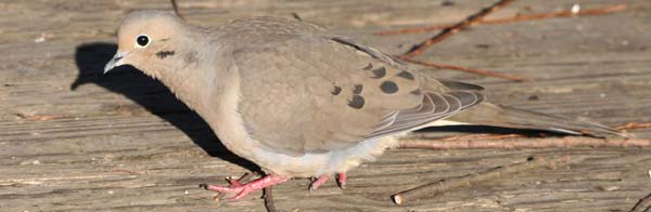 Mourning Dove at Van Cortlandt Park