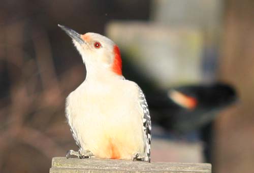 Red-bellied Woodpecker at Van Cortlandt Park