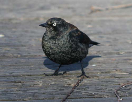 Rusty Blackbird in Van Cortlandt Park
