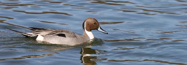 Northern Pintail at Prospect Park