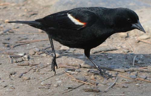 Red-winged Blackbird in Prospect Park