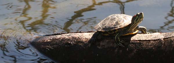 turtle sunning at Prospect Park