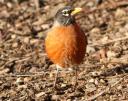 American Robin