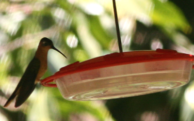 Rufous Sabrewing