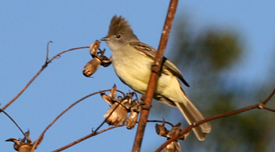 Yellow-bellied Elaenia