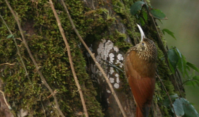 Spot-crowned Woodcreeper