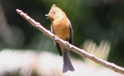 Tufted Flycatcher