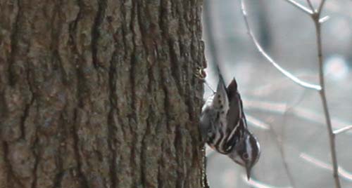Black-and-white Warbler at Forest Park