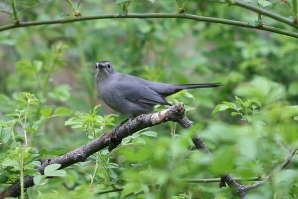 Gray Catbird in Forest Park