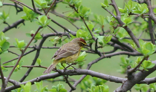 Palm Warbler in a tree in Central Park