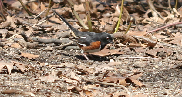 Eastern Towhee Eastern Towhee in Forest Park