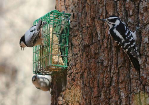 suet feeder with Downy Woodpecker and White-breasted Nuthatches
