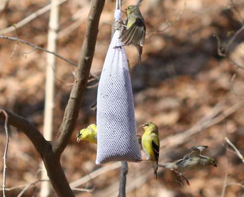 American Goldfinches on the nyjer sock