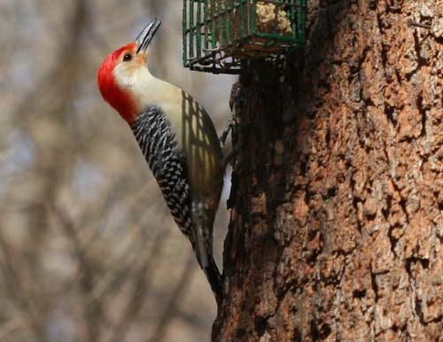 Red-bellied Woodpecker on the suet feeder
