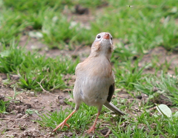 Field Sparrow and bug in Central Park