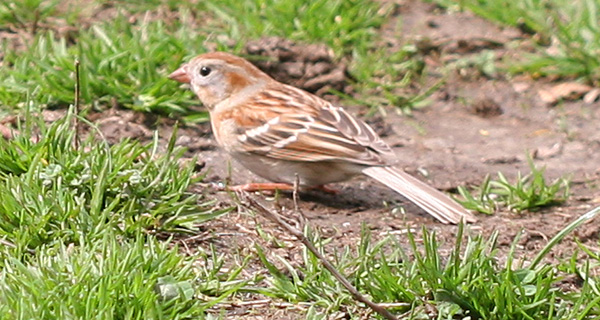 Field Sparrow in Central Park