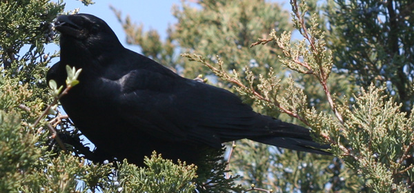 Fish Crow eating a cedar berry