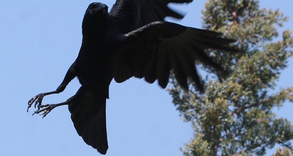 Fish Crow taking off at Jamaica Bay