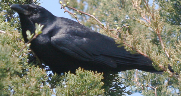 Fish Crow in a cedar tree.