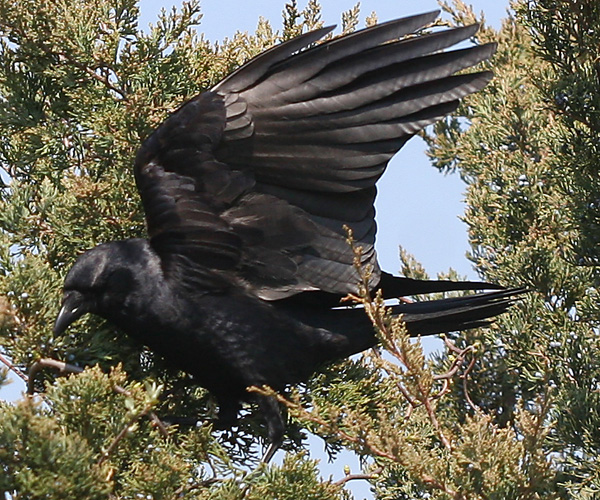 Fish Crow landing in a cedar tree at Jamaica Bay.
