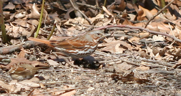 Fox Sparrow in Forest Park Fox Sparrow in Forest Park
