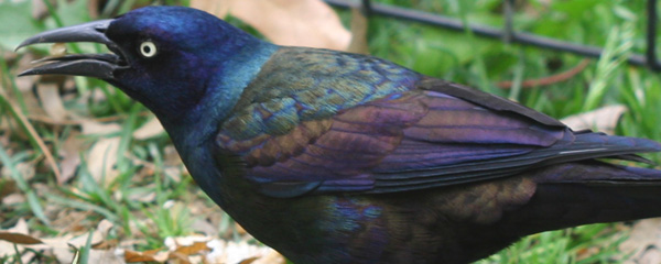 Common Grackle in Central Park