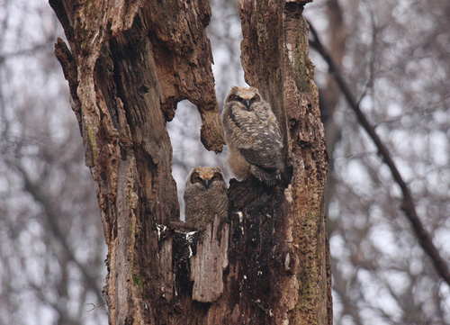 two nestling Great Horned Owls