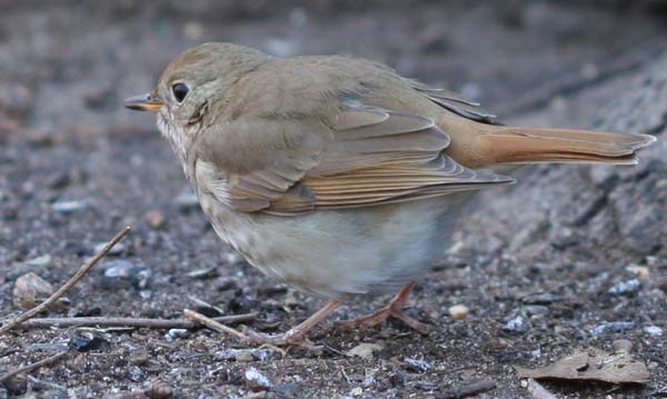 Hermit Thrush in Forest Park, Queens, NY