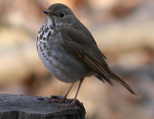 Hermit Thrush on a stump in Forest Park, Queens, NY