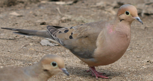 Mourning Doves in Forest Park